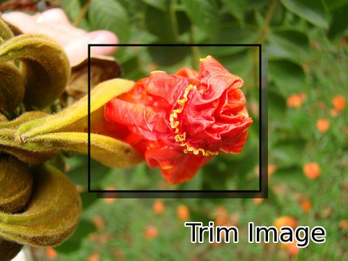 Flower Trim Image